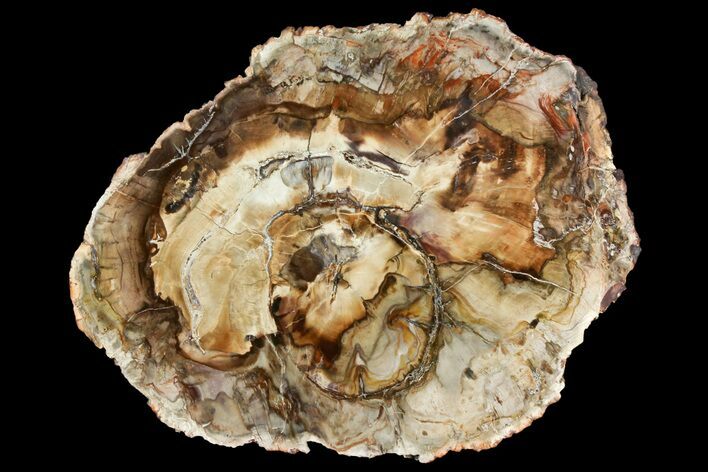 Polished Petrified Wood (Araucaria) Round - Madagascar #139780